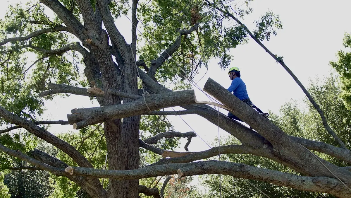 Professional Crown Thinning performed by certified arborists in Frierson